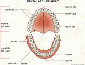 035 Dental arch of adult
