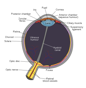 Schematic Diagram Of Eye